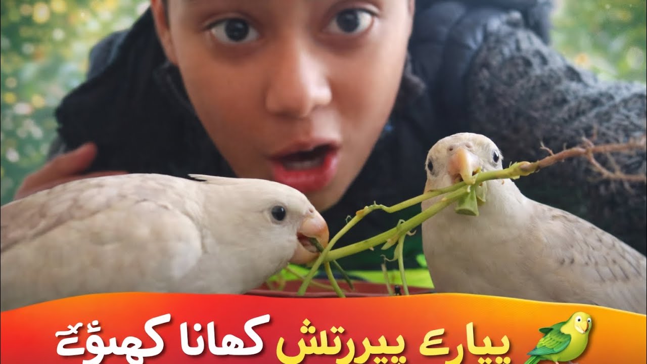 اج ہم نے اپنے گو گو 😍 موگو 😘کو اپنی ایوری میں ازاد کر دیا 🥳🥳🥳