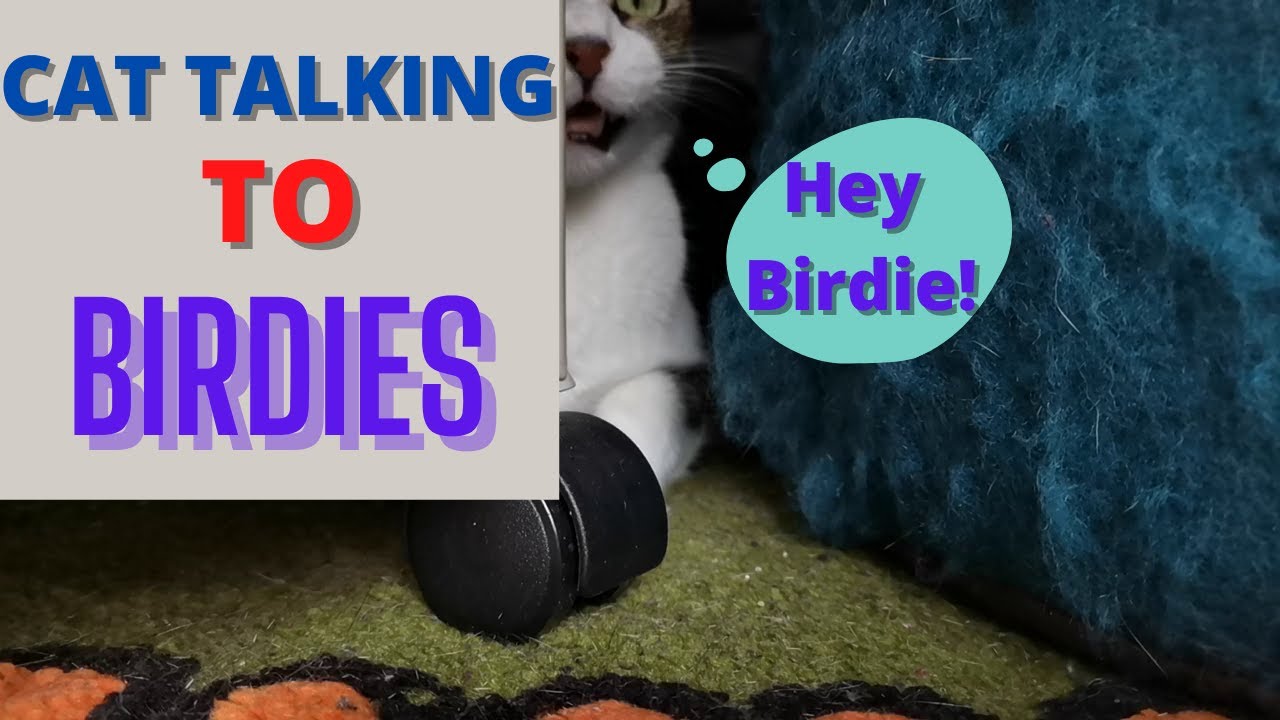 Apartment Cat Talks to Birds | Cat Talking