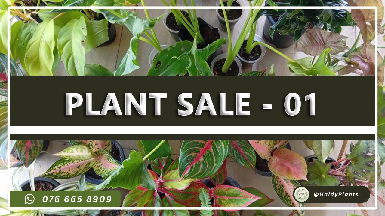 විසිතුරු පැළ අඩුවට - Plant Sale 01