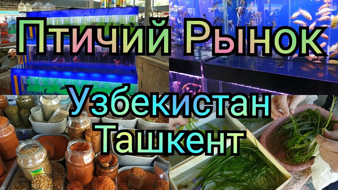 Птичий рынок Каракамыш базар Ташкент июнь 2021 год