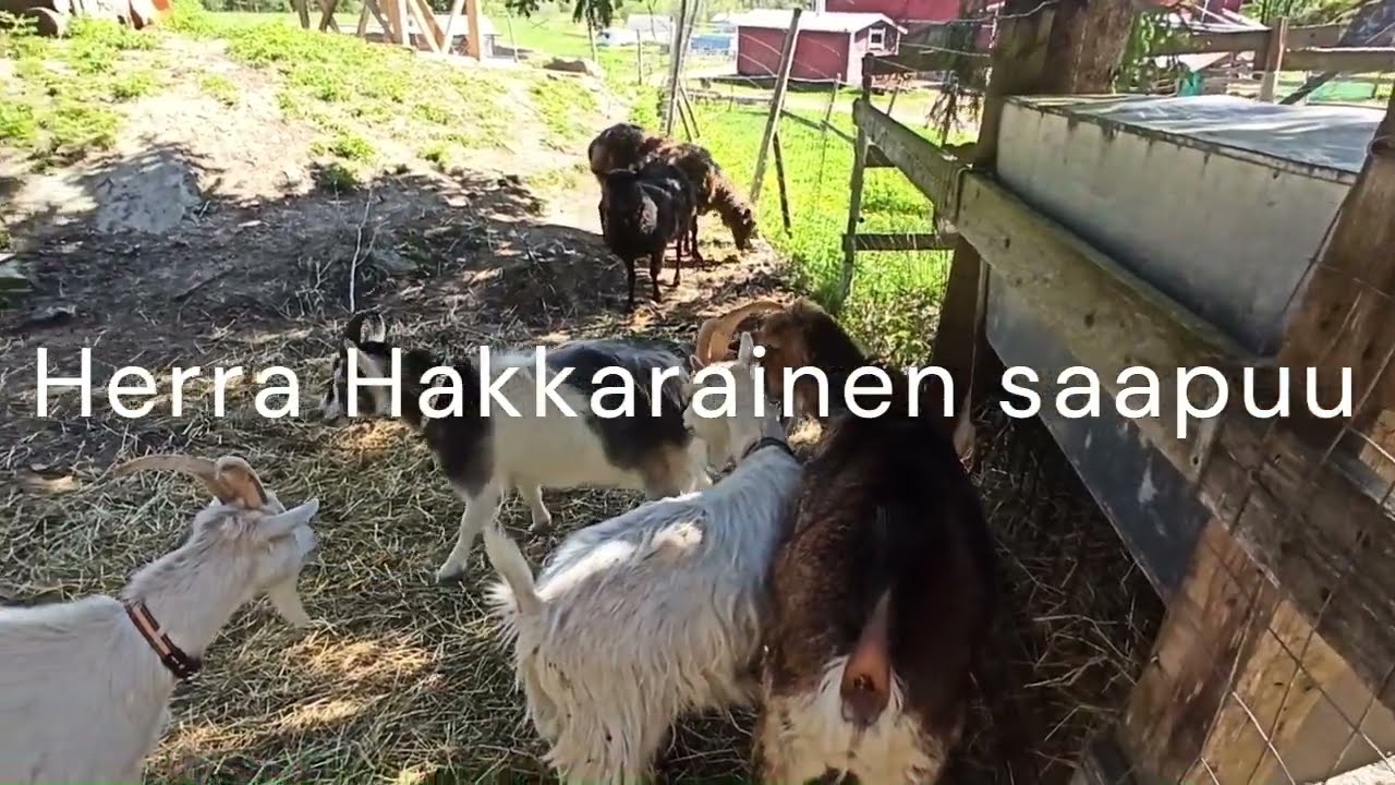 Vuohi Hakkarainen