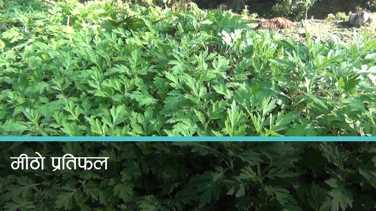 पाँचथरमा उब्जनी नहुने खेतबारी र पाखामा तितेपाती खेती