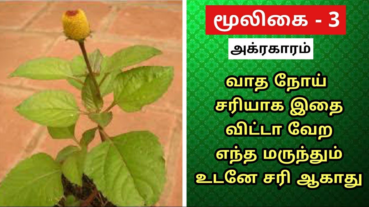 Agraharam Mooligai Tamil | Agrahara Plant | Anacyclus Prethrum | அக்ரஹாரா | அக்கரகாரம் மூலிகை செடி