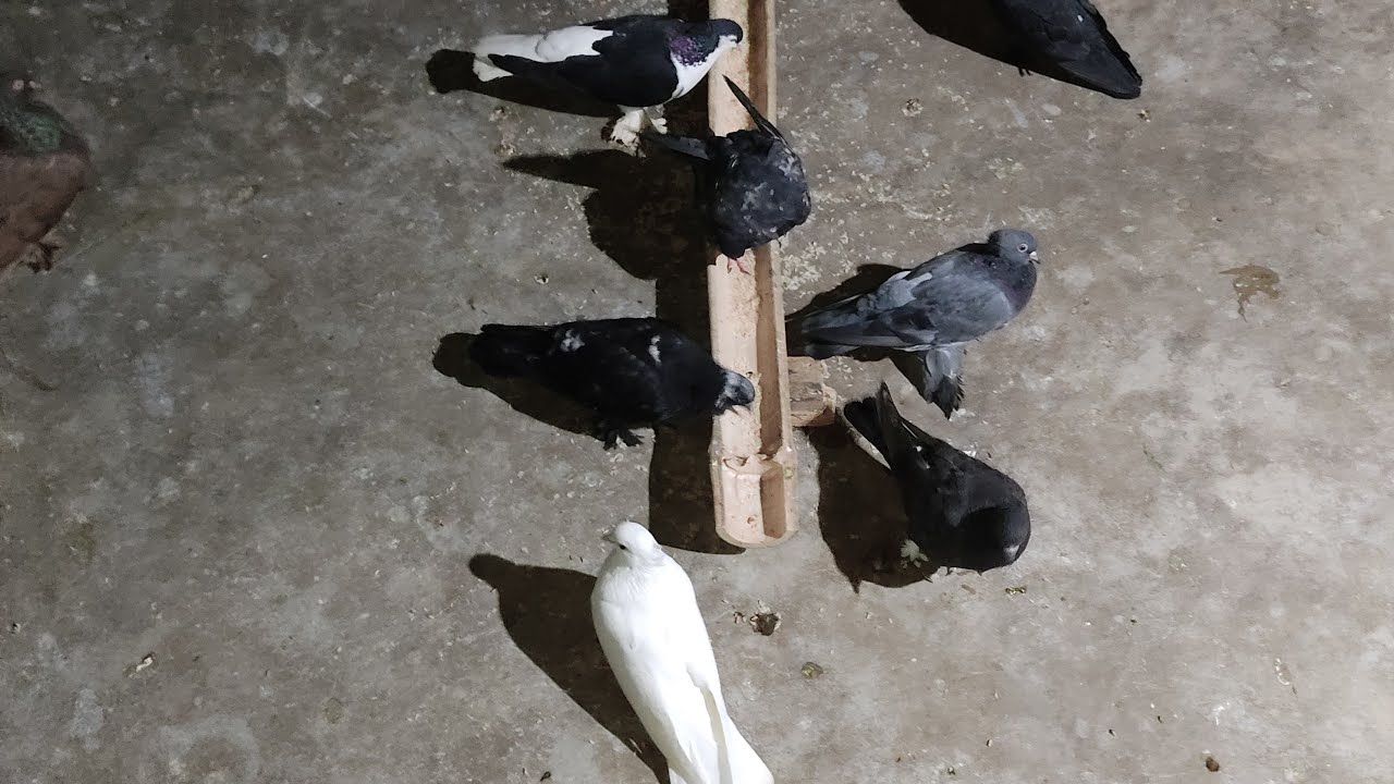 Hello pigeon love #pigonlive #live