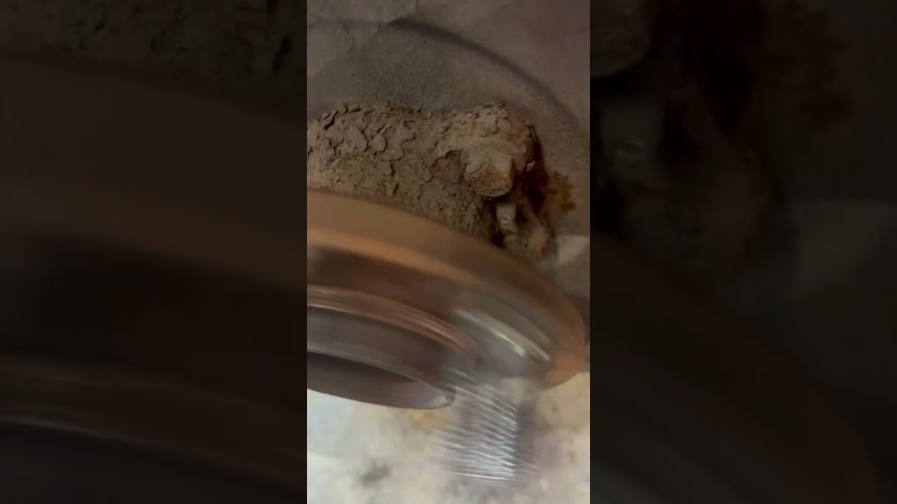 Is This Wheel Bearing Noise? Its Got No Play! 