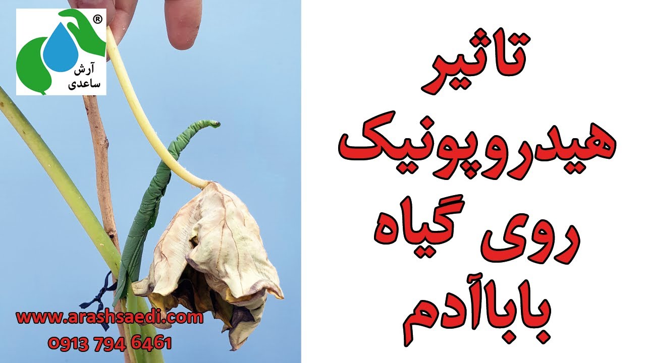 هیدروپونیک باباآدم