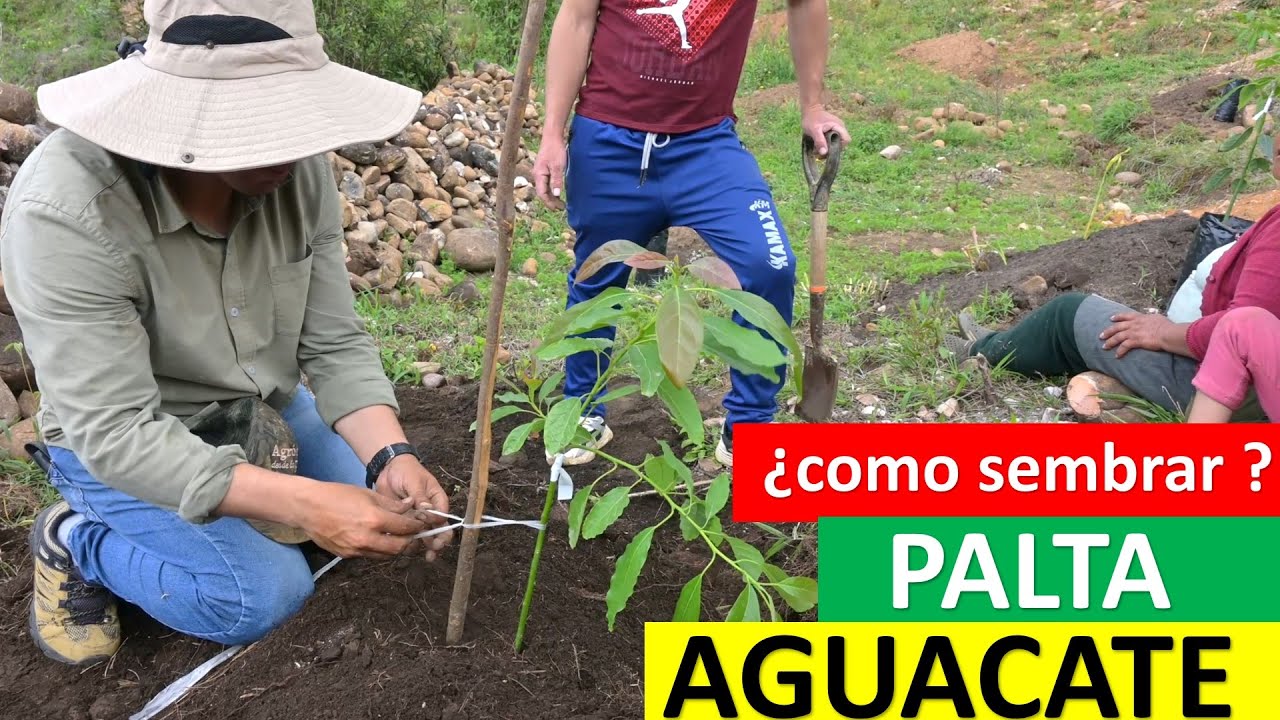 COMO SEMBRAR PALTA O AGUACATE CLONAL Y CONVENCIONAL EN LA #palto #aguacate #agricultura #hass