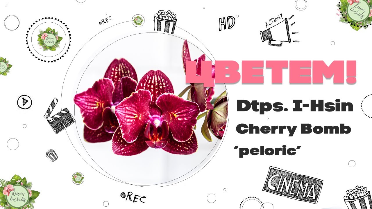 🍒💣ВИШНЕВЫЙ ВЗРЫВ - ЦВЕТЕМ! Dtps. I-Hsin Cherry Bomb 'peloric'