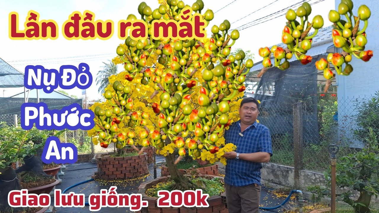 23/02/2026☎️0335 218 432 💥Mai vàng giống mới Nụ đỏ phước An,giảo huỳnh tú 47,cam đa sắc 
