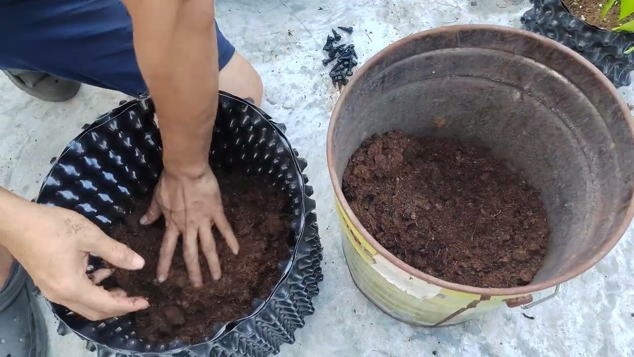 air pot plant devil chilli from 20cm change to 30cm/air pot tanam Chili hantu /魔鬼辣椒种控根器换盆