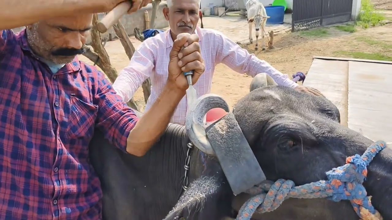 अद्भुत कारीगर 👌🔪 भैंसों के सींग मोडिफिकेशन करते समय कुछ सावधानियां बरतनी चाहिए 