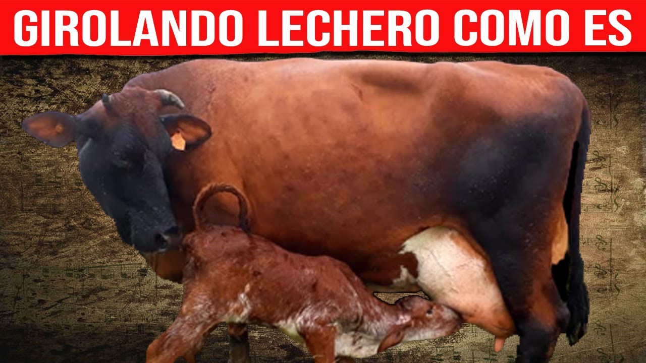 🔴 GIROLANDO LECHERO Características De La Raza ✅ Vacas Lecheras