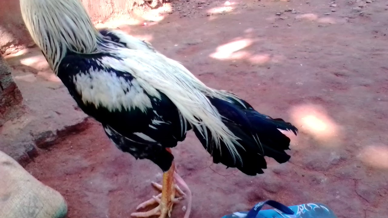 sele. parla jathi.height 23 age 11.kg.2.5.Mobil 8179057979