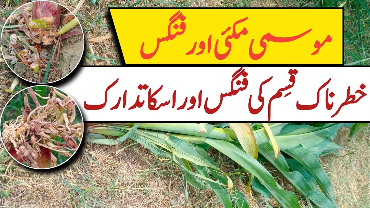 What are the Control Method of Root Fungus in Autumn Maize || Pak Agriculture