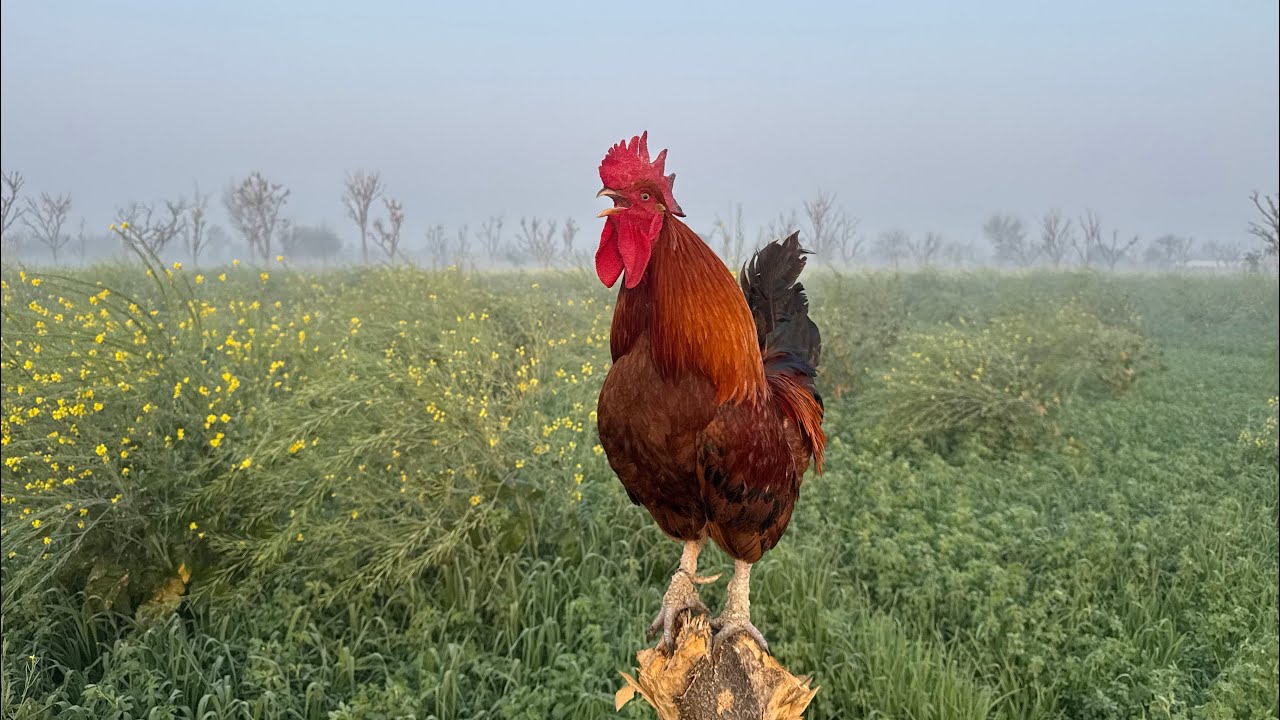 roosters crowing sounds competition I ayam suara berkokok kluruk panjang 