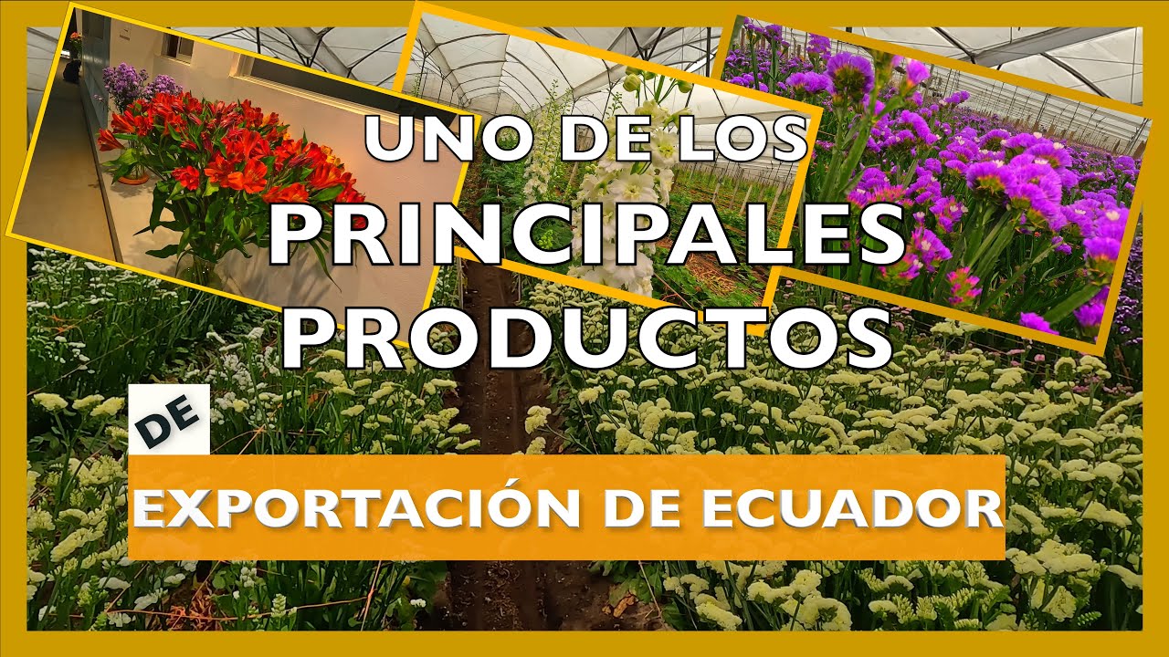 Visito Finca de FLORES 🌺🌸 DE VERANO☀️