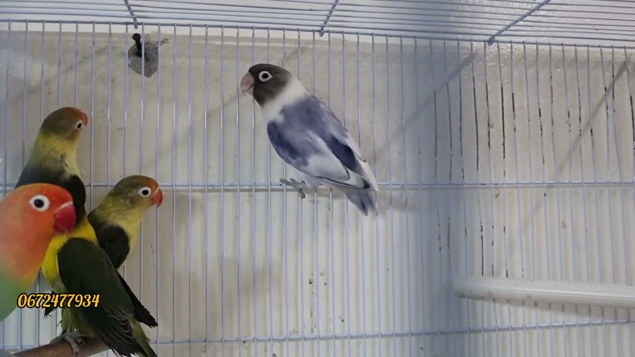 طيور الزينة زبرة بادة لزنس كلوبسات كنار كريكر  ككريكي عند حمدي 