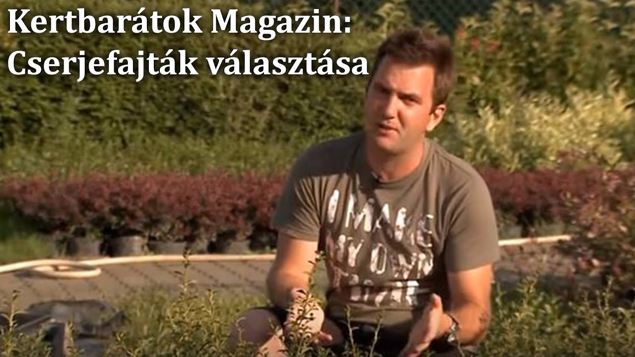 Kertbarátok Magazin: Cserje fajták választása (Cotoneaster, Potentilla, Carpinus)