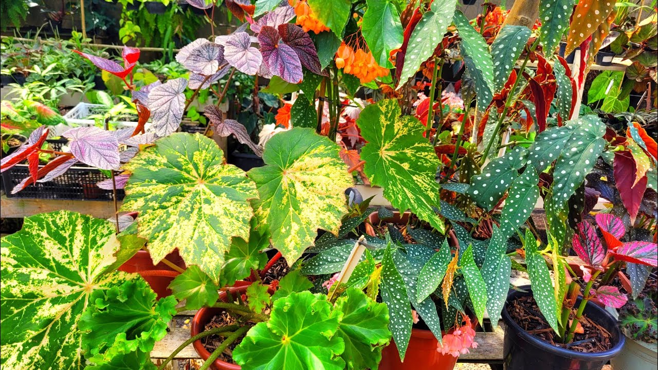 PREÇOS IMPERDIVEIS/BELÍSSIMA  COLEÇÃO/ BEGONIAS