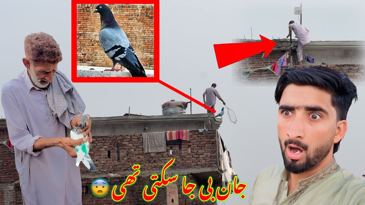 Kabootar Pakar Lie 😱Caught Pigeons In Dangerous Places 