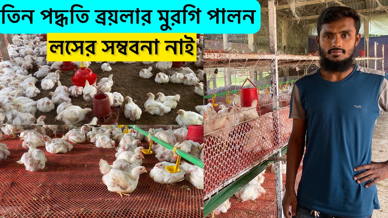 তিন পদ্ধতিতে ব্রয়লার মুরগি পালন | boiler murgi farm | company poultry farm profit | poultry farm