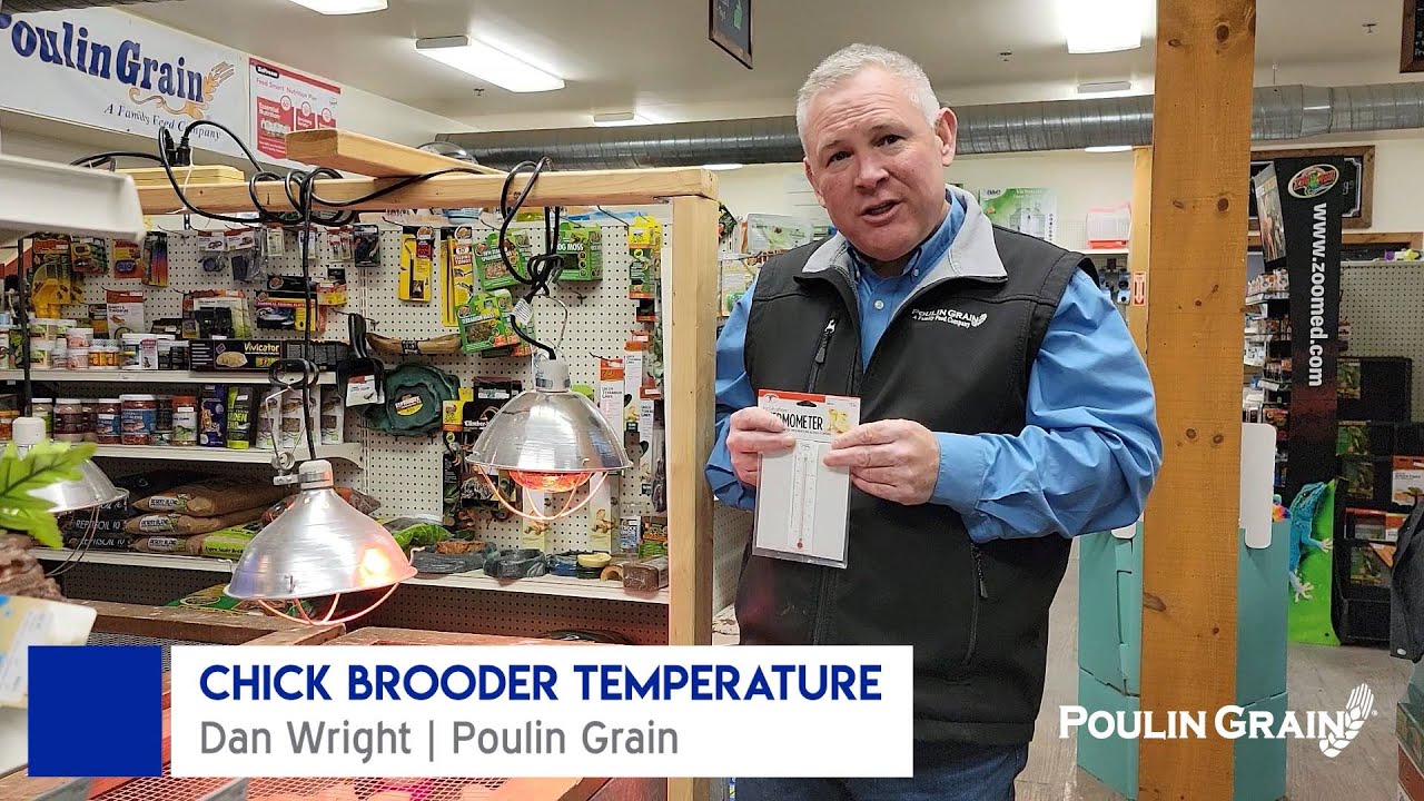 Adjusting Chick Brooder Temperature