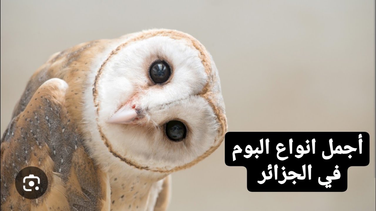 بومة الحظائر chouette effraie or barn owl
