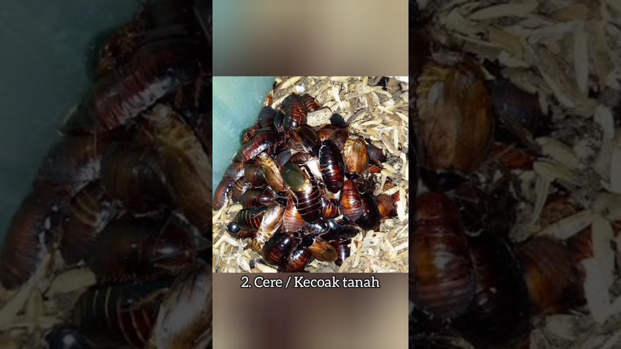 Umpan jitu ikan gurame #ikan #gurame #ikangurame #mancing #fish #faktaunik #fishing #hewan #fyp