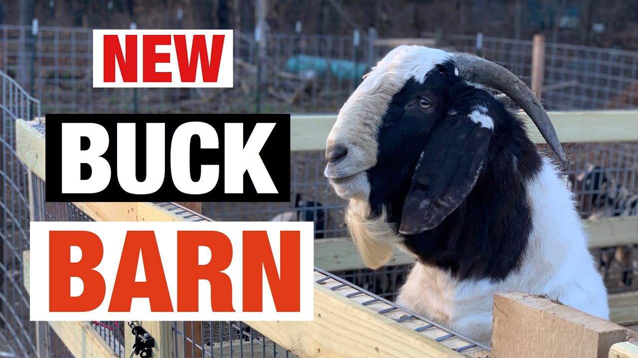 New Buck Barn