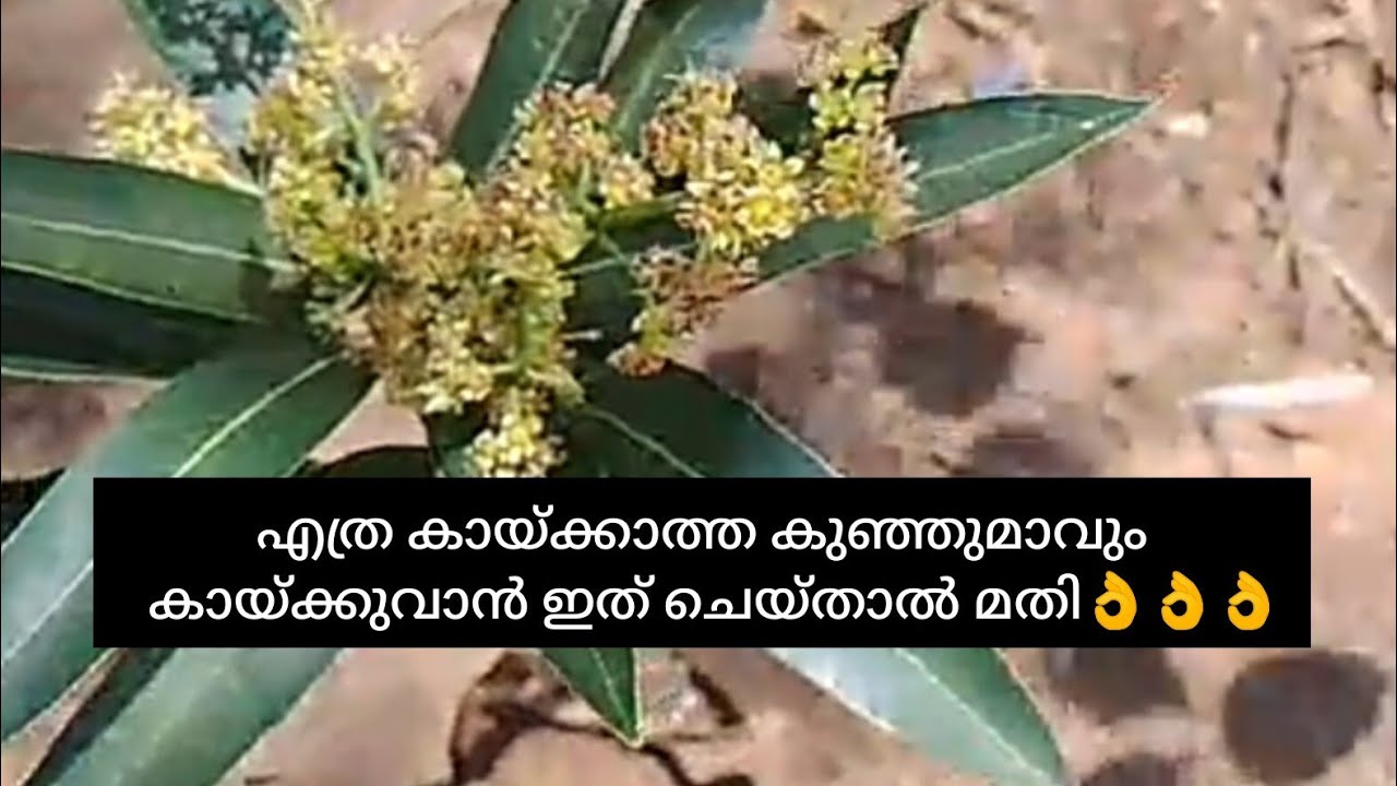 ഇനി എത്ര കായ്ക്കാത്ത മാവും ഇതുപോലെ ചെയ്താൽ ഒരു പൂ പോലും കൊഴിഞ്ഞു പോകാതെ മാങ്ങയായി മാറും 👌👌👌