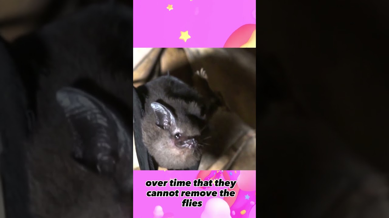 Uncovering the Mysterious World of Bat Flies #wildlife #bats #didyouknow