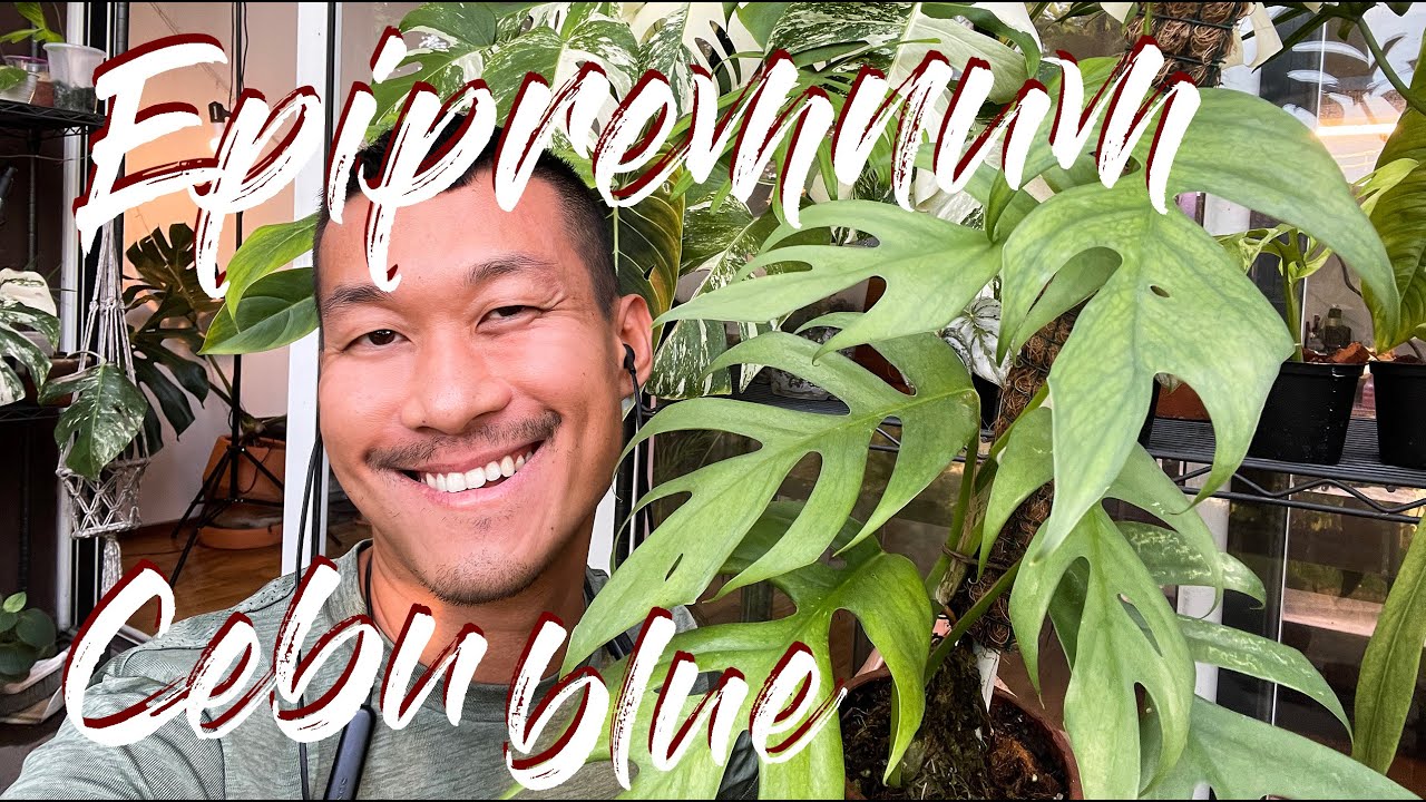 Epipremnum Cebu Blue care and propagation (with updates)