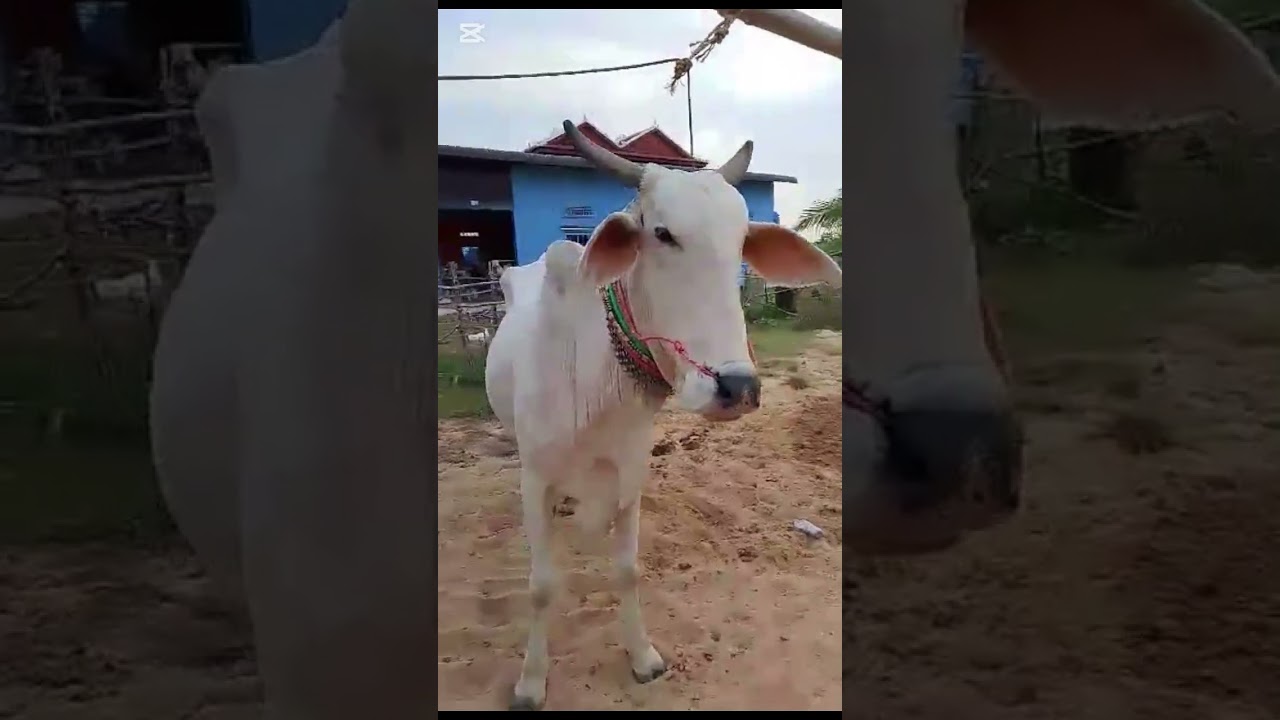 Very Big Bull