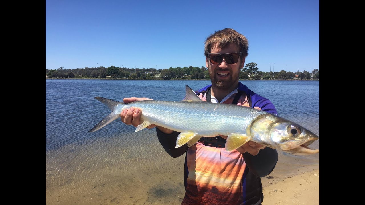 Swan River fishing for Giant Herring / Ladyfish