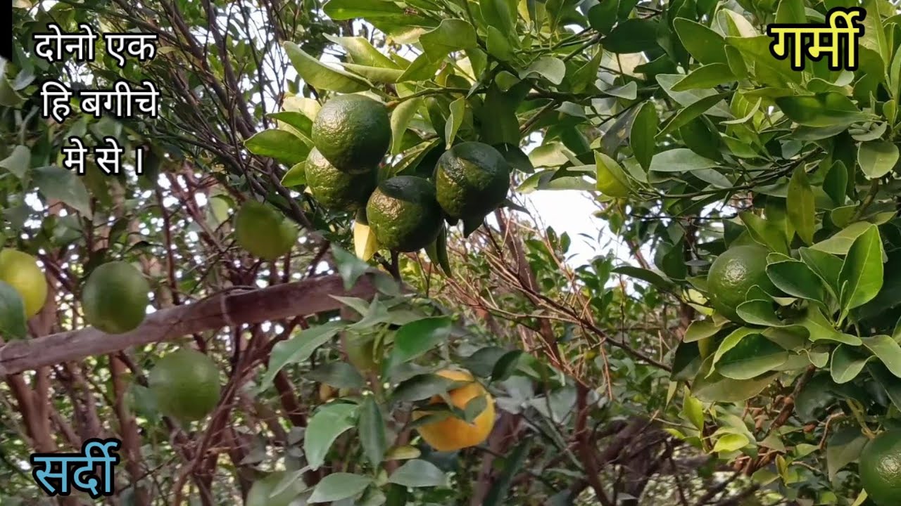 एक हि संतरे के बगिचे मे दोनो हि सिजन का फल केसे ले ।#theuniquefarmer#santra