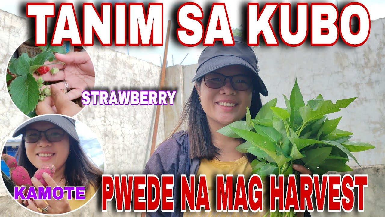 ⛔ANG DAMI NG BUNGA NG STRAWBERRY SA KUBO