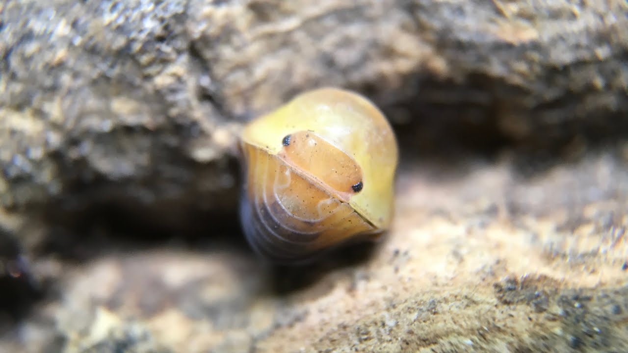Руководство по уходу за изоподами Cubaris sp. ‘Rubber Ducky’