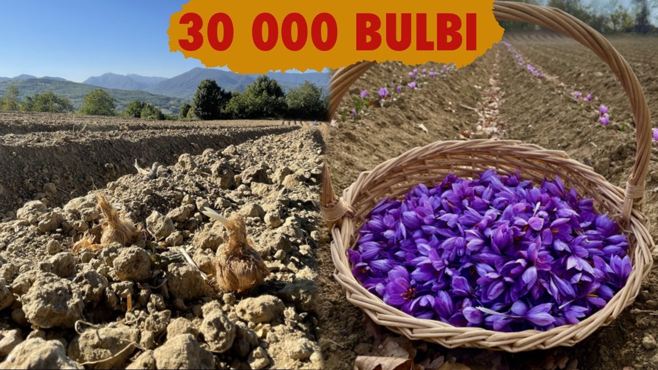 Ho piantato 30 MILA bulbi di Zafferano
