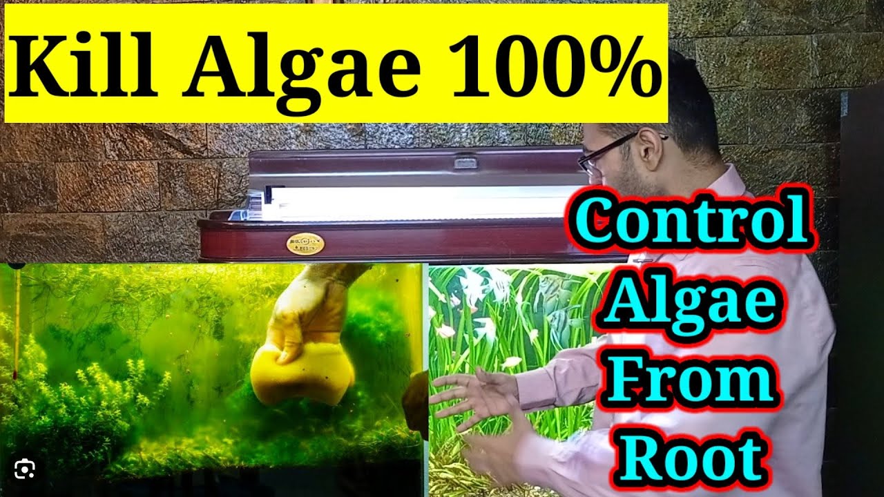 Remove Algae From Fish Tank / Kill Aquarium Algae 100% - How to Control Algae #viral #trending #fish