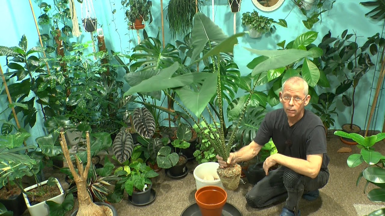 Große Alocasia Zebrina umtopfen. Neue Avocado und wie wachsen die Avocado. Dschungel Arbeiten