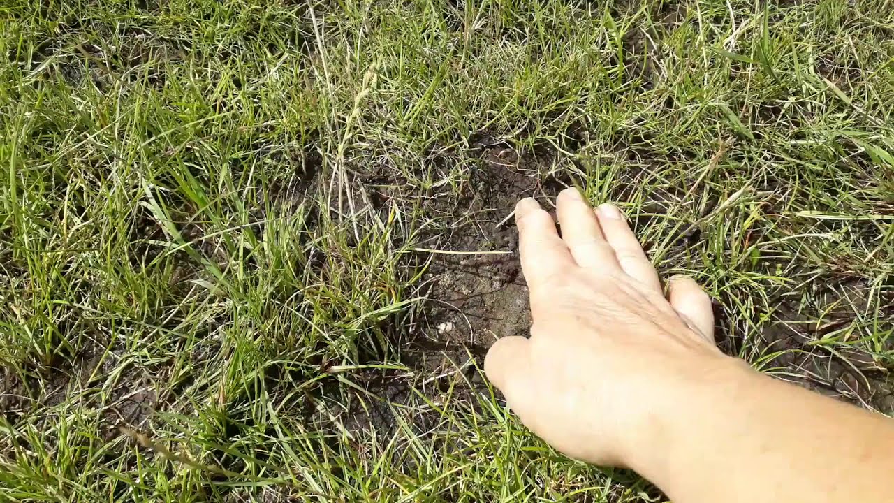 Kvalita trávníku při nadměrné zálivce a zhutnění povrchu