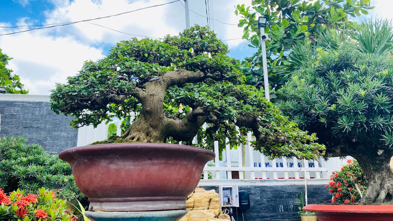 Bonsai 2022 | Tham quan vườn kiểng bonsai tại cái mơn | những tắc phẩm bonsai đẹp 2022