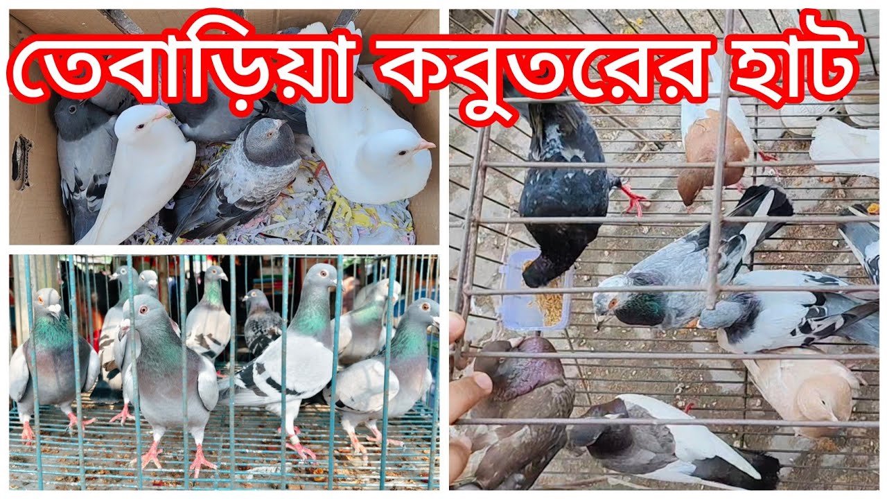 May 18, 2025 | নাটোর তেবাড়িয়া হাট থেকে সকল ধরনের কবুতরের দাম জানুন | Tebariya Hat || Master Agro BD