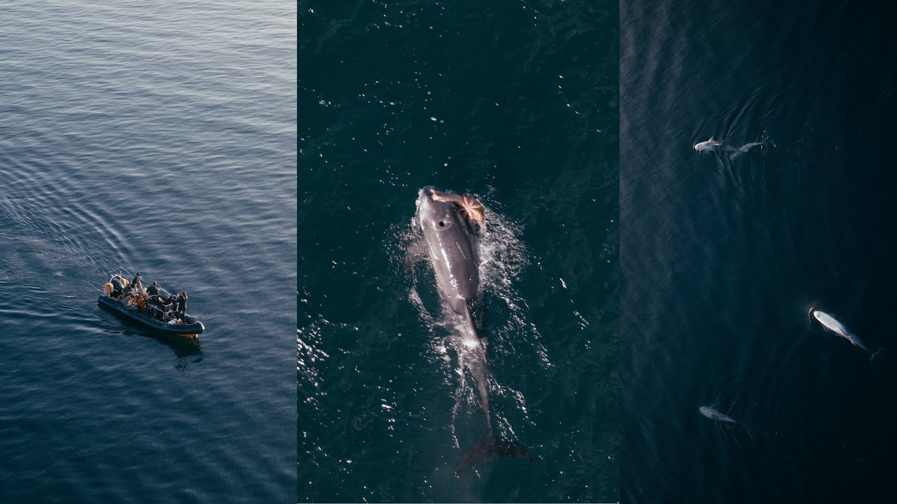 Atlantic Giants Part I | Risso&rsquo;s Dolphins Hunt Octopus