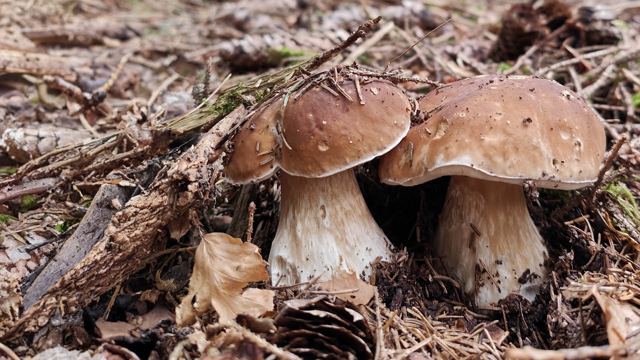 La fungaia infinita di porcini!