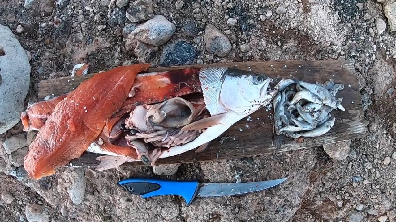 FATTEST TROUT I’VE EVER CAUGHT! (Catch, Clean, Cook)