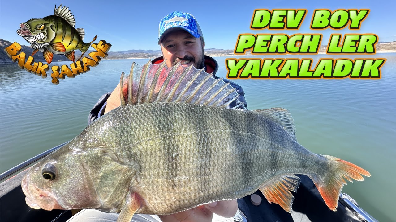 Dev Boy Perchler Yakaladık,Hepsini Geri Saldık.Kamışlar Sürekli Piyano Çaldı.Şahane Perch Balık Avı…