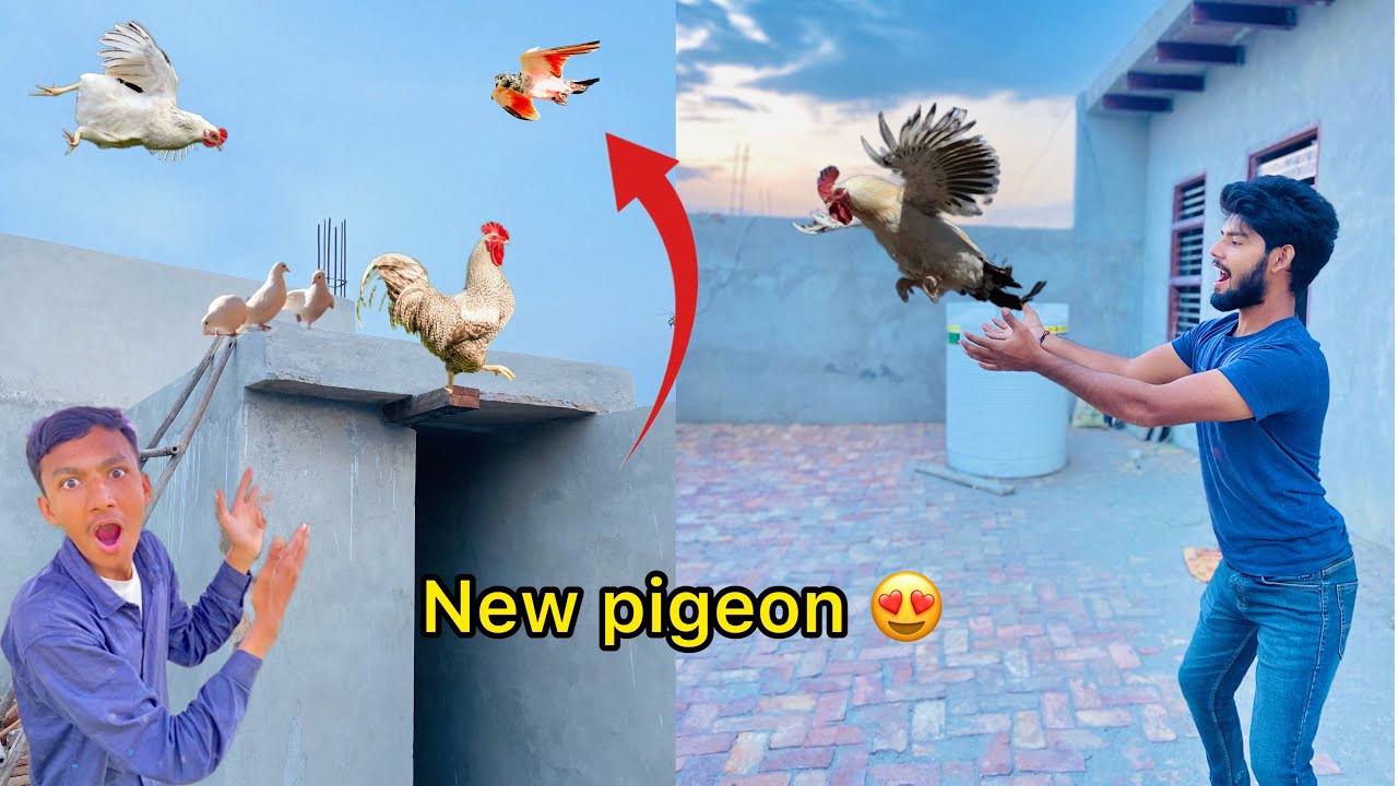 Mini zoo per khush khabri mili 😍 ( Good news 🪺