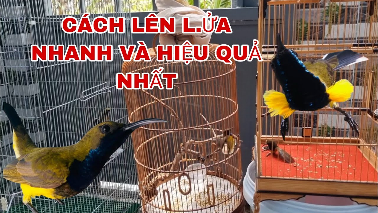 CHIA SẼ CÁCH CHĂM CHIM HÚT MẬT NHANH CĂNG L.ỬA VÀ HIỆU QUẢ NHẤT CHO AE MỚI CHƠI @canmientay