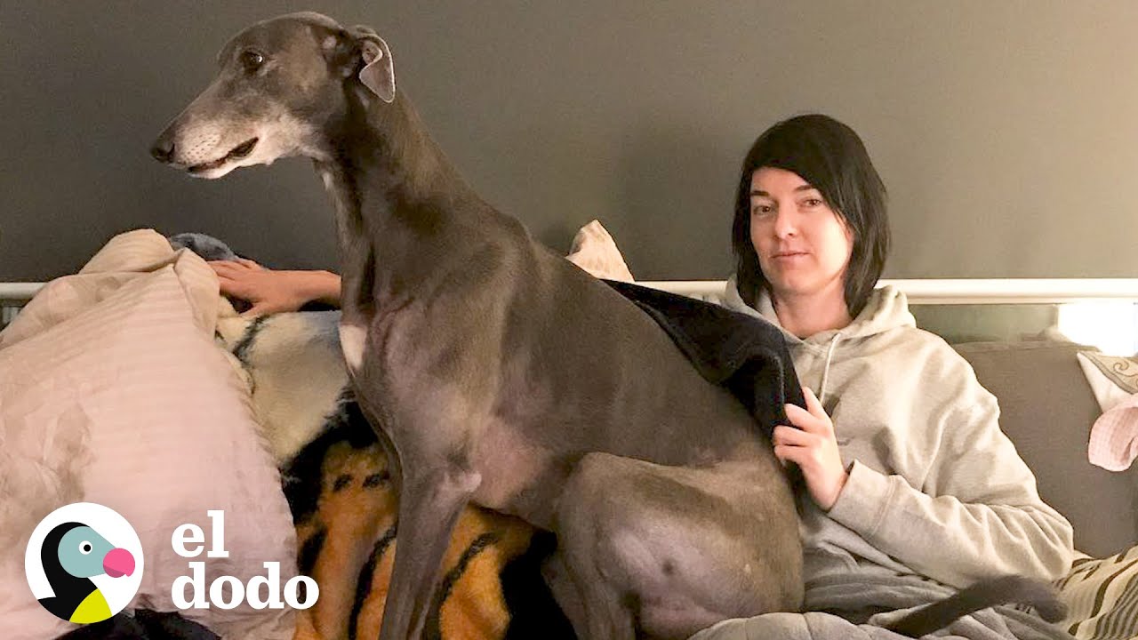 Galgo que nadie quería adoptar encuentra a la mamá perfecta | El Dodo